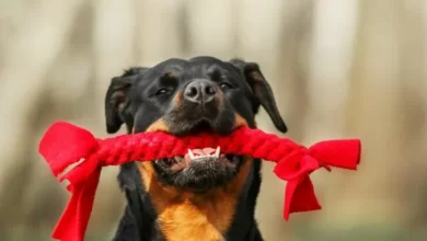Best chew toys for rottweiler puppies UK
