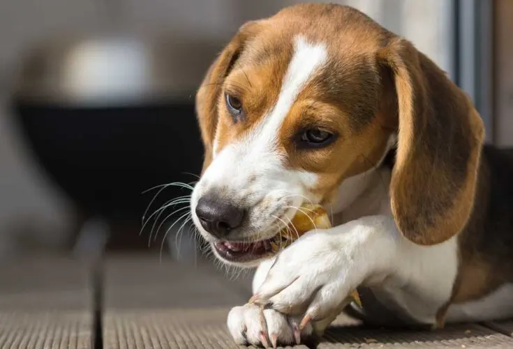best toys for dog teeth cleaning