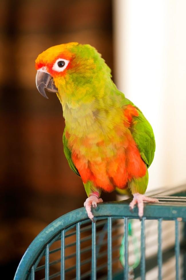 Best toys for conures birds UK