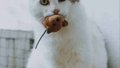 why does my cat bring me his toys