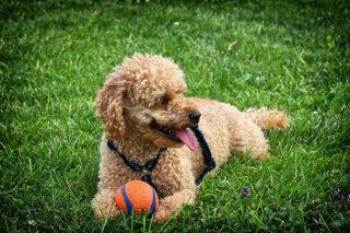 Best toys for cavapoo puppies UK