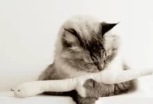 Best cat toys for lonely cats UK