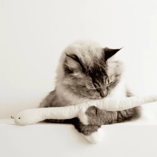 Best cat toys for lonely cats UK