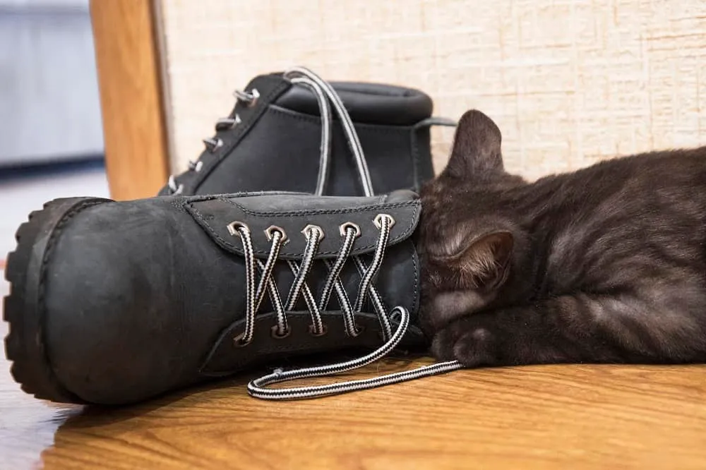 Why do cats put toys in shoes ?