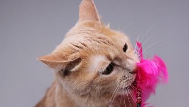 cat holds toy in mouth and meows