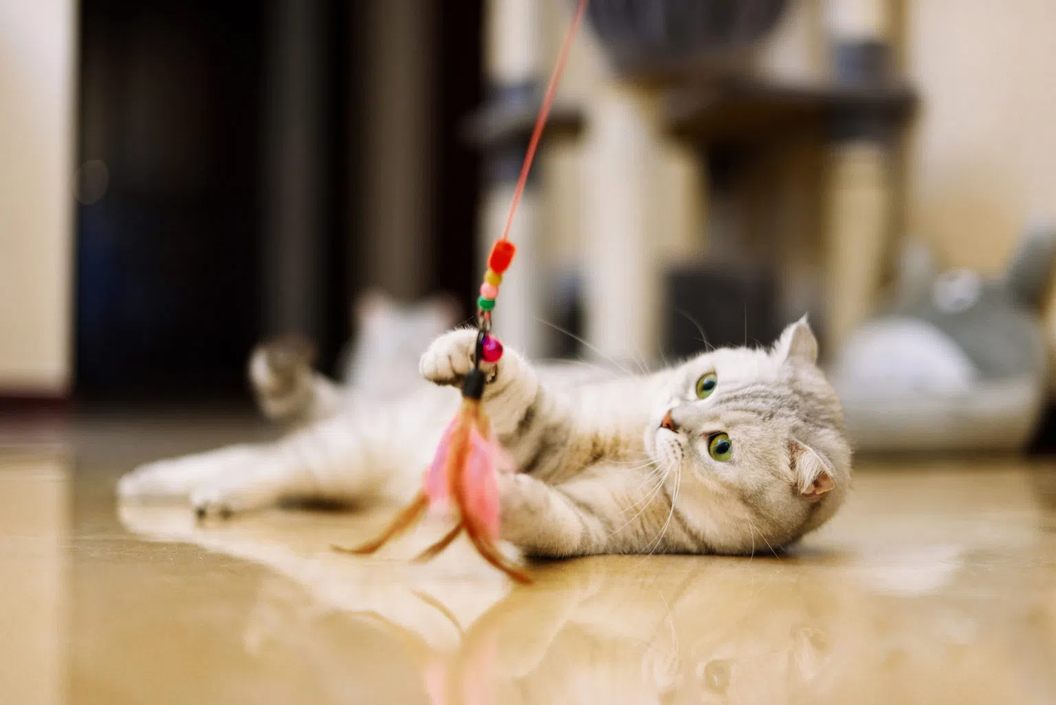 diy cat toys for shelters