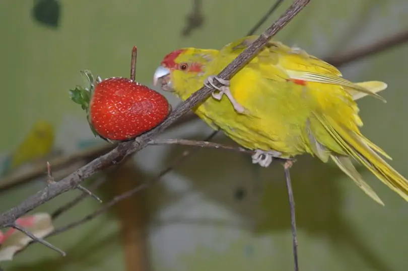 Are strawberries good for parakeets ?