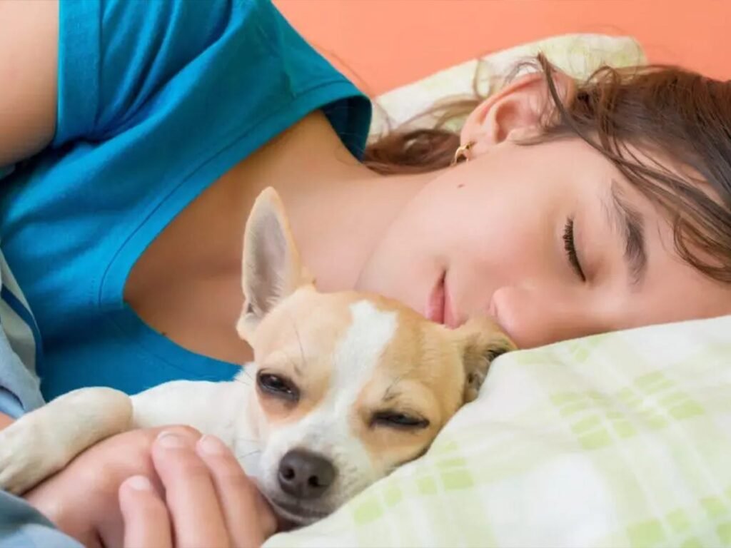 Why do chihuahuas like to sleep with their owners ?