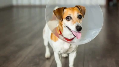 Is it safe to leave dog in crate with cone ?