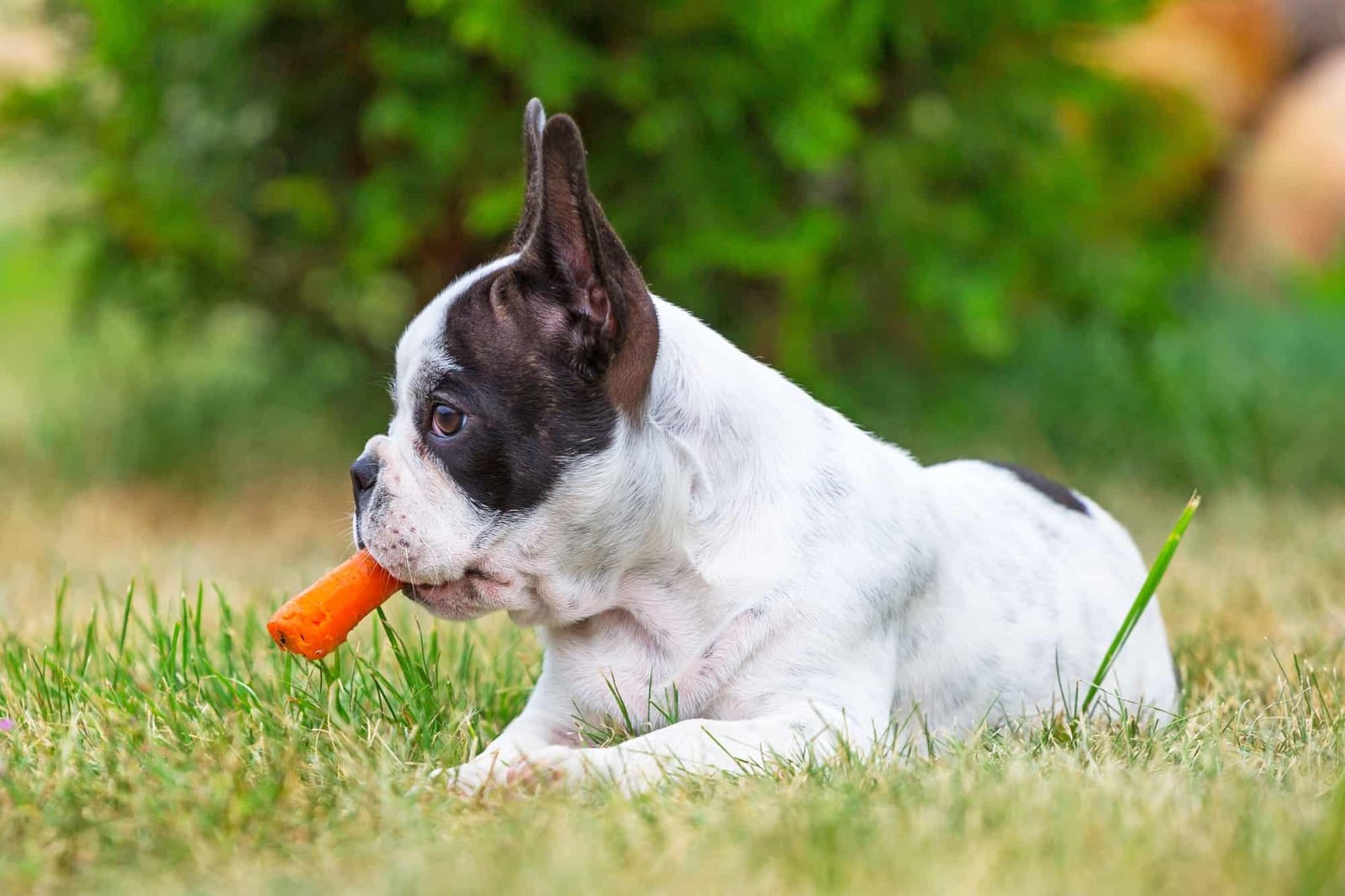 How much to feed french bulldog puppy ?