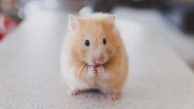 Can i give my hamster sticks from outside ?