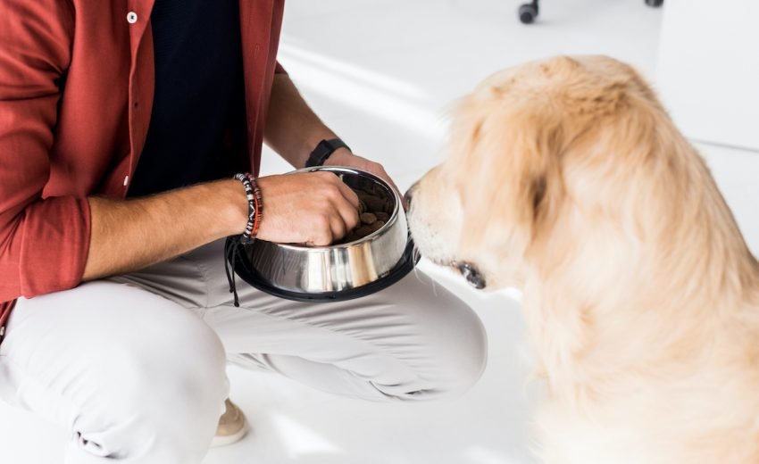 Why my dog only eats when i hand feed him ?