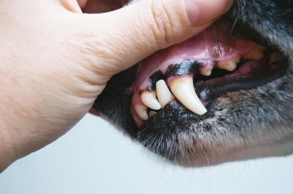 What does a black roof of a dogs mouth mean ?