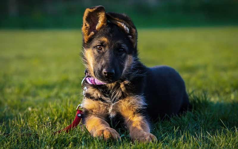 7 Best bed for german shepherds for 2024